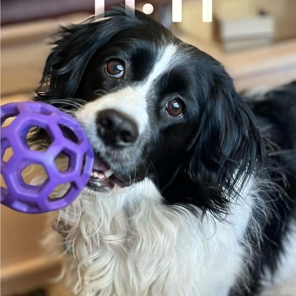 Meet your Posher, Mandy - Picture 11 of 12